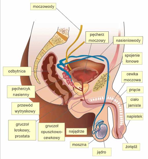 struktura u mężczyzn penis metoda zwiększenia ćwiczeń penisa